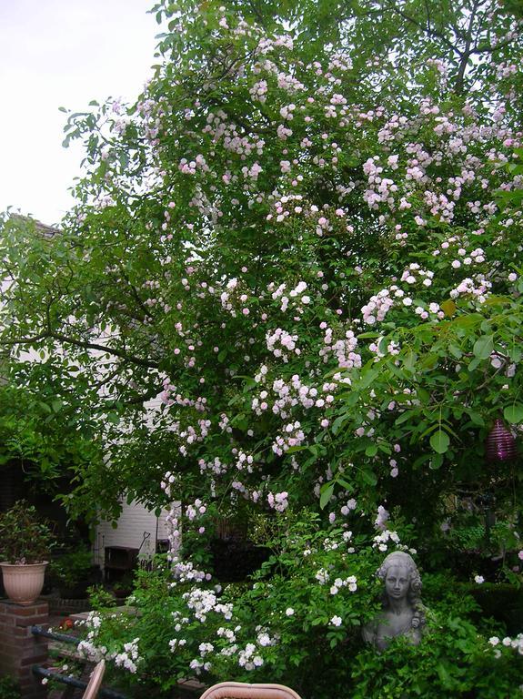 Door & Roos Bed and Breakfast Lottum Εξωτερικό φωτογραφία